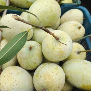 গৌড়মতি আম (৬ কেজি)